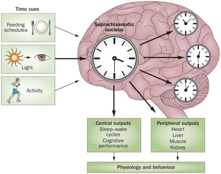 The Biology of the Body Clock Through the Lens of Systems Thinking – Shan4