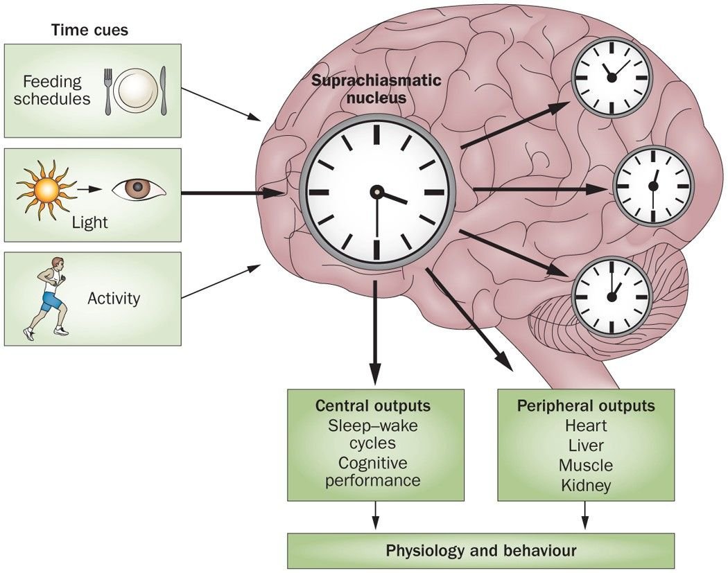 The Biology of the Body Clock Through the Lens of Systems Thinking – Shan4